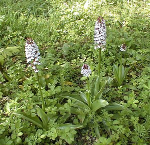 Orchis purpurea (Orchidaceae)  - Orchis pourpre, Grivollée, Orchis casque, Orchis brun - Lady Orchid Pas-de-Calais [France] 08/05/2000 - 120m