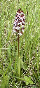 Orchis purpurea (Orchidaceae)  - Orchis pourpre, Grivollée, Orchis casque, Orchis brun - Lady Orchid Pas-de-Calais [France] 13/05/2000 - 140m