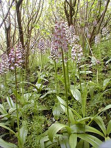 Orchis purpurea (Orchidaceae)  - Orchis pourpre, Grivollée, Orchis casque, Orchis brun - Lady Orchid Pas-de-Calais [France] 13/05/2000 - 140m