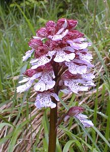 Orchis purpurea (Orchidaceae)  - Orchis pourpre, Grivollée, Orchis casque, Orchis brun - Lady Orchid Pas-de-Calais [France] 13/05/2000 - 140m