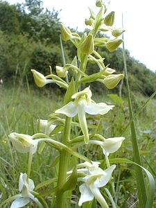 Platanthera chlorantha (Orchidaceae)  - Platanthère à fleurs verdâtres, Orchis vert, Orchis verdâtre, Plalatanthère des montagnes, Platanthère verdâtre - Greater Butterfly-orchid Pas-de-Calais [France] 13/05/2000 - 140m