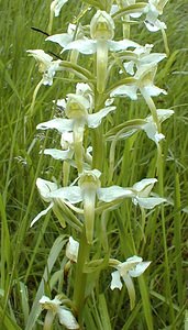 Platanthera chlorantha (Orchidaceae)  - Platanthère à fleurs verdâtres, Orchis vert, Orchis verdâtre, Plalatanthère des montagnes, Platanthère verdâtre - Greater Butterfly-orchid Pas-de-Calais [France] 21/05/2000 - 70m