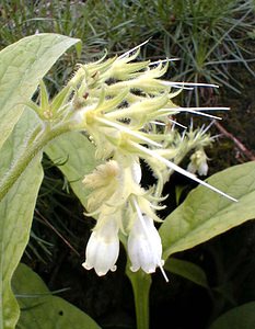 Symphytum officinale (Boraginaceae)  - Consoude officinale, Grande consoude - Common Comfrey Nord [France] 07/05/2000 - 40m