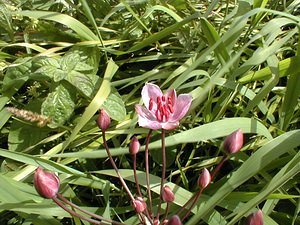 Butomus umbellatus (Butomaceae)  - Butome en ombelle, Jonc fleuri, Carélé - Flowering-rush Pas-de-Calais [France] 11/06/2000