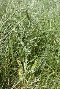 Cynoglossum officinale (Boraginaceae)  - Cynoglosse officinale - Hound's-tongue Pas-de-Calais [France] 11/06/2000