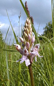 Dactylorhiza fuchsii (Orchidaceae)  - Dactylorhize de Fuchs, Orchis de Fuchs, Orchis tacheté des bois, Orchis de Meyer, Orchis des bois - Common Spotted-orchid Pas-de-Calais [France] 02/06/2000 - 140m