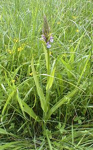 Dactylorhiza fuchsii (Orchidaceae)  - Dactylorhize de Fuchs, Orchis de Fuchs, Orchis tacheté des bois, Orchis de Meyer, Orchis des bois - Common Spotted-orchid Pas-de-Calais [France] 02/06/2000 - 80m