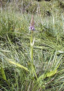 Dactylorhiza fuchsii (Orchidaceae)  - Dactylorhize de Fuchs, Orchis de Fuchs, Orchis tacheté des bois, Orchis de Meyer, Orchis des bois - Common Spotted-orchid Pas-de-Calais [France] 02/06/2000 - 80m