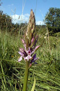 Dactylorhiza fuchsii (Orchidaceae)  - Dactylorhize de Fuchs, Orchis de Fuchs, Orchis tacheté des bois, Orchis de Meyer, Orchis des bois - Common Spotted-orchid Pas-de-Calais [France] 02/06/2000 - 80m