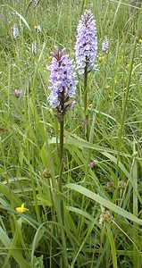 Dactylorhiza fuchsii (Orchidaceae)  - Dactylorhize de Fuchs, Orchis de Fuchs, Orchis tacheté des bois, Orchis de Meyer, Orchis des bois - Common Spotted-orchid Pas-de-Calais [France] 10/06/2000 - 90m