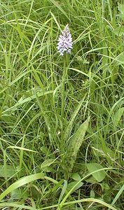 Dactylorhiza fuchsii (Orchidaceae)  - Dactylorhize de Fuchs, Orchis de Fuchs, Orchis tacheté des bois, Orchis de Meyer, Orchis des bois - Common Spotted-orchid Pas-de-Calais [France] 10/06/2000 - 90m