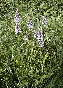 Dactylorhiza fuchsii (Orchidaceae)  - Dactylorhize de Fuchs, Orchis de Fuchs, Orchis tacheté des bois, Orchis de Meyer, Orchis des bois - Common Spotted-orchid Pas-de-Calais [France] 11/06/2000 - 80m