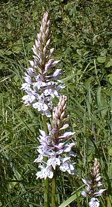 Dactylorhiza fuchsii (Orchidaceae)  - Dactylorhize de Fuchs, Orchis de Fuchs, Orchis tacheté des bois, Orchis de Meyer, Orchis des bois - Common Spotted-orchid Pas-de-Calais [France] 11/06/2000 - 80m