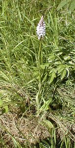 Dactylorhiza fuchsii (Orchidaceae)  - Dactylorhize de Fuchs, Orchis de Fuchs, Orchis tacheté des bois, Orchis de Meyer, Orchis des bois - Common Spotted-orchid Pas-de-Calais [France] 11/06/2000 - 80m