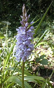 Dactylorhiza fuchsii (Orchidaceae)  - Dactylorhize de Fuchs, Orchis de Fuchs, Orchis tacheté des bois, Orchis de Meyer, Orchis des bois - Common Spotted-orchid Pas-de-Calais [France] 11/06/2000 - 80m