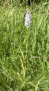 Dactylorhiza fuchsii (Orchidaceae)  - Dactylorhize de Fuchs, Orchis de Fuchs, Orchis tacheté des bois, Orchis de Meyer, Orchis des bois - Common Spotted-orchid Pas-de-Calais [France] 11/06/2000 - 80m