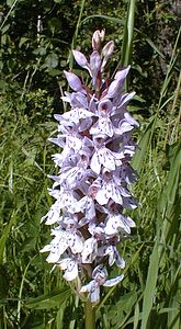 Dactylorhiza fuchsii (Orchidaceae)  - Dactylorhize de Fuchs, Orchis de Fuchs, Orchis tacheté des bois, Orchis de Meyer, Orchis des bois - Common Spotted-orchid Pas-de-Calais [France] 11/06/2000 - 80m