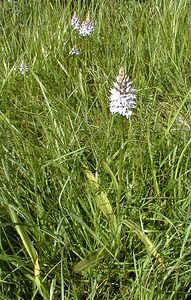 Dactylorhiza fuchsii (Orchidaceae)  - Dactylorhize de Fuchs, Orchis de Fuchs, Orchis tacheté des bois, Orchis de Meyer, Orchis des bois - Common Spotted-orchid Pas-de-Calais [France] 11/06/2000 - 80m