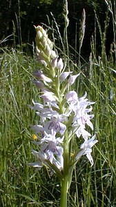 Dactylorhiza fuchsii (Orchidaceae)  - Dactylorhize de Fuchs, Orchis de Fuchs, Orchis tacheté des bois, Orchis de Meyer, Orchis des bois - Common Spotted-orchid Pas-de-Calais [France] 11/06/2000 - 80m