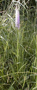 Dactylorhiza fuchsii (Orchidaceae)  - Dactylorhize de Fuchs, Orchis de Fuchs, Orchis tacheté des bois, Orchis de Meyer, Orchis des bois - Common Spotted-orchid Pas-de-Calais [France] 11/06/2000 - 80m