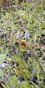 Dactylorhiza fuchsii (Orchidaceae)  - Dactylorhize de Fuchs, Orchis de Fuchs, Orchis tacheté des bois, Orchis de Meyer, Orchis des bois - Common Spotted-orchid Pas-de-Calais [France] 17/06/2000 - 180m