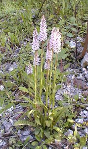 Dactylorhiza fuchsii (Orchidaceae)  - Dactylorhize de Fuchs, Orchis de Fuchs, Orchis tacheté des bois, Orchis de Meyer, Orchis des bois - Common Spotted-orchid Pas-de-Calais [France] 17/06/2000 - 180m