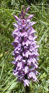 Dactylorhiza fuchsii (Orchidaceae)  - Dactylorhize de Fuchs, Orchis de Fuchs, Orchis tacheté des bois, Orchis de Meyer, Orchis des bois - Common Spotted-orchid Somme [France] 17/06/2000