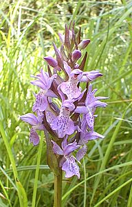 Dactylorhiza praetermissa (Orchidaceae)  - Dactylorhize négligé, Orchis négligé, Orchis oublié - Southern Marsh-orchid Somme [France] 17/06/2000