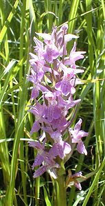 Dactylorhiza praetermissa (Orchidaceae)  - Dactylorhize négligé, Orchis négligé, Orchis oublié - Southern Marsh-orchid Somme [France] 17/06/2000