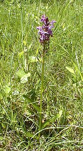 Dactylorhiza praetermissa (Orchidaceae)  - Dactylorhize négligé, Orchis négligé, Orchis oublié - Southern Marsh-orchid Somme [France] 17/06/2000
