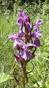 Dactylorhiza praetermissa (Orchidaceae)  - Dactylorhize négligé, Orchis négligé, Orchis oublié - Southern Marsh-orchid Somme [France] 17/06/2000