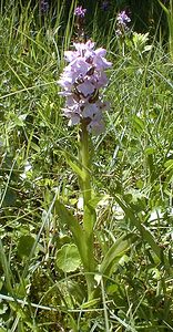 Dactylorhiza praetermissa (Orchidaceae)  - Dactylorhize négligé, Orchis négligé, Orchis oublié - Southern Marsh-orchid Somme [France] 17/06/2000