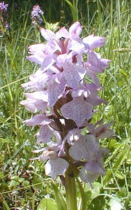 Dactylorhiza praetermissa (Orchidaceae)  - Dactylorhize négligé, Orchis négligé, Orchis oublié - Southern Marsh-orchid Somme [France] 17/06/2000