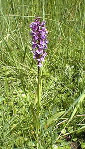 Dactylorhiza praetermissa (Orchidaceae)  - Dactylorhize négligé, Orchis négligé, Orchis oublié - Southern Marsh-orchid Somme [France] 17/06/2000