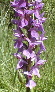 Dactylorhiza praetermissa (Orchidaceae)  - Dactylorhize négligé, Orchis négligé, Orchis oublié - Southern Marsh-orchid Somme [France] 17/06/2000