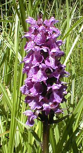 Dactylorhiza praetermissa (Orchidaceae)  - Dactylorhize négligé, Orchis négligé, Orchis oublié - Southern Marsh-orchid Somme [France] 17/06/2000