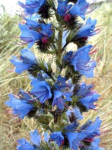 Echium vulgare (Boraginaceae)  - Vipérine commune, Vipérine vulgaire - Viper's Bugloss Pas-de-Calais [France] 15/06/2000 - 10m