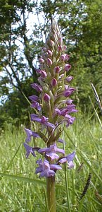 Gymnadenia conopsea (Orchidaceae)  - Gymnadénie moucheron, Orchis moucheron, Orchis moustique - Fragrant Orchid Pas-de-Calais [France] 02/06/2000 - 140m