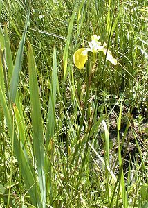Iris pseudacorus (Iridaceae)  - Iris faux acore, Iris jaune, Flambe d'eau, Iris des marais - Yellow Iris Pas-de-Calais [France] 02/06/2000