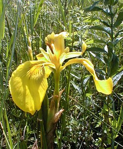 Iris pseudacorus (Iridaceae)  - Iris faux acore, Iris jaune, Flambe d'eau, Iris des marais - Yellow Iris Pas-de-Calais [France] 02/06/2000