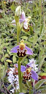 Ophrys apifera (Orchidaceae)  - Ophrys abeille - Bee Orchid Pas-de-Calais [France] 17/06/2000 - 180m