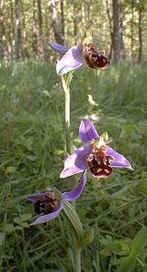 Ophrys apifera (Orchidaceae)  - Ophrys abeille - Bee Orchid Pas-de-Calais [France] 17/06/2000 - 60m