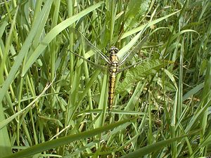 Orthetrum cancellatum (Libellulidae)  - Orthétrum réticulé - Black-tailed Skimmer Pas-de-Calais [France] 11/06/2000