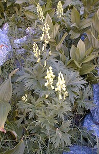 Aconitum lycoctonum subsp. vulparia (Ranunculaceae)  - Coqueluchon jaune Hautes-Alpes [France] 26/07/2000 - 1870m