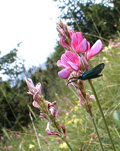 Adscita statices (Zygaenidae)  - Procris de l'Oseille, Turquoise de la Sarcille, Turqoise commune - Forester Savoie [France] 24/07/2000 - 1730m
