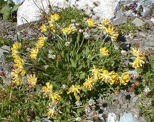Anthyllis vulneraria (Fabaceae)  - Anthyllis vulnéraire, Thé des Alpes - Kidney Vetch Haute-Savoie [France] 20/07/2000 - 2430m