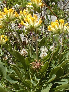 Anthyllis vulneraria (Fabaceae)  - Anthyllis vulnéraire, Thé des Alpes - Kidney Vetch Haute-Savoie [France] 20/07/2000 - 2430m