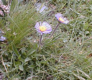 Aster alpinus (Asteraceae)  - Aster des Alpes  [France] 23/07/2000 - 2260m