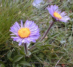 Aster alpinus (Asteraceae)  - Aster des Alpes  [France] 23/07/2000 - 2260m