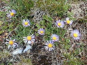 Aster alpinus (Asteraceae)  - Aster des Alpes Savoie [France] 28/07/2000 - 2370m